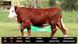  LOTE 20