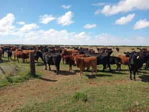  65 Terneros/as en Buenos Aires, Magdalena