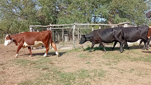  66 Vacas de invernar en Entre Ríos, San José de Feliciano