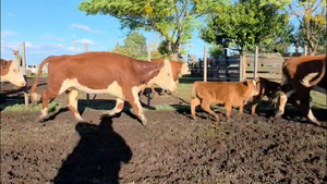  58 PIEZAS DE CRIA