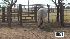  Brahman