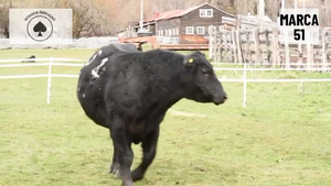  1 Toro