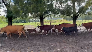  7 Vacas medio uso C/ cria