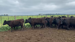  20 Vaquillonas preñadas