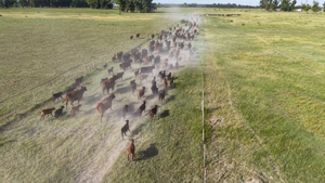  254 Vacas medio uso C/ cria