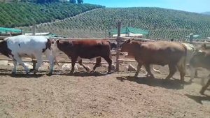  20 Novillo Gordo en Melipilla, Región Metropolitana