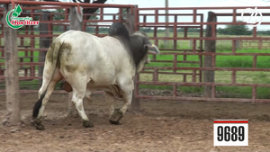  Toros Brahman
