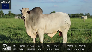  LOTE 56