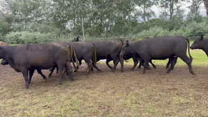  10 Vaquillonas preñadas