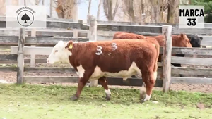  1 Toro