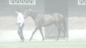  ANAGRAMA (HAT NINJA - ANAHEIM)