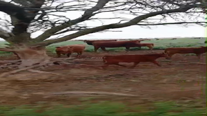 120 Vacas nuevas C/ cria — COLOMBO Y COLOMBO S.A.