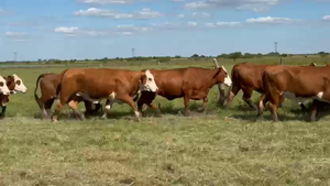  29 Vaquillonas preñadas