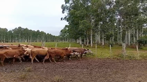 120 Vaquillonas sin servicio