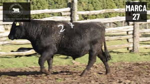  1 Toro