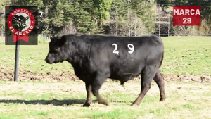  1 Toro