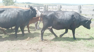  15 Vacas de Invernada en Cerro Largo, Tupambaé