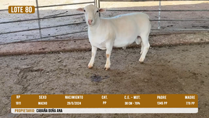  LOTE 80