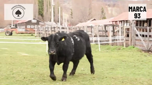  1 Toro
