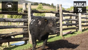  1 Toro