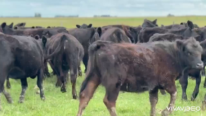  110 Terneras