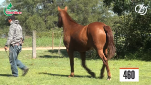  caballo castrado