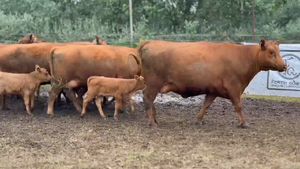  8 Vaquillonas C/ cria