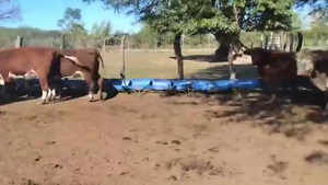  40 Vaquillonas preñadas