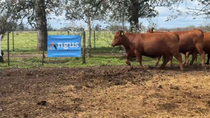 8 Vaquillonas PC preñadas — JÁUREGUI LORDA S.R.L.
