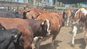  45 Novillo Gordo en Yerbas Buenas, VII  Región Maule