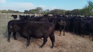  90 vacas preñadas