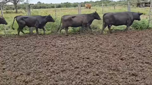  120 Vacas nuevas C/ gtia de preñez en Pirané, Formosa