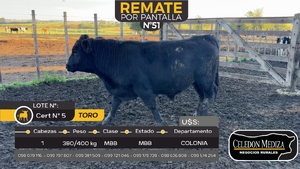  1 Toros en Otra Localidad, Colonia