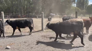 55 Vaquilla Gorda en Los Ángeles, VIII Región Biobío