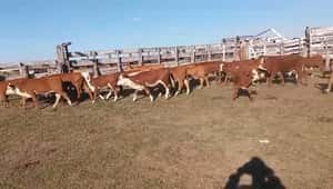  75 Terneros en Corrientes, Curuzu Cuatia