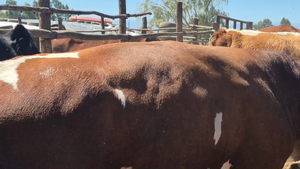  45 Novillo Gordo en San Rafael, VII  Región Maule