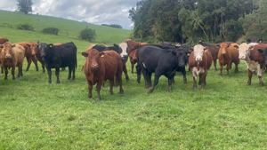  50 Novillo Engorda en Puerto Varas, X Región Los Lagos