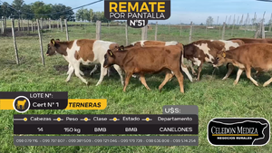  14 Terneras en Juanicó, Canelones
