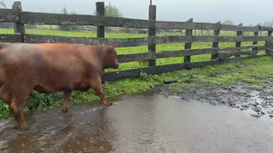  45 Vaquilla Engorda en Río Bueno, XIV Región Los Ríos