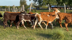  130 Terneros/as en Corrientes, Paso de Los Libres