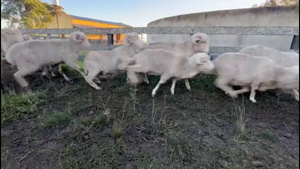  BORREGOS 