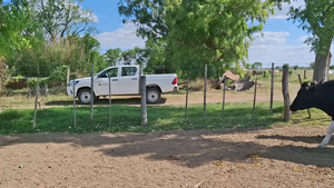  20 Novillos Holando Argentino en Sunchales, Santa Fe