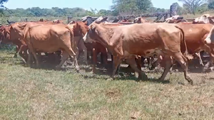  44 Vacas de invernar en Chaco, Laguna Blanca