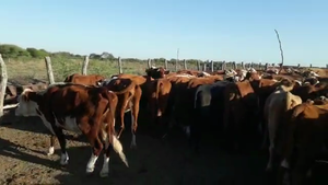  260 Vacas nuevas C/ gtia de preñez en Federal, Entre Ríos