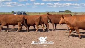  15 Vacas nuevas Preñadas