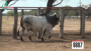  Brahman