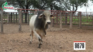  Toros Brahman