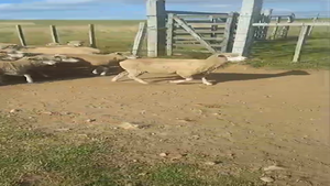 70 Ovejas en Cerro Largo, Tupambaé