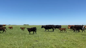  35 Vacas Usadas C/Cria en Bolivar