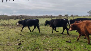  16 Vacas Preñadas